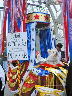 Puffer, Queen Barkus X, a Westhighland Terrier mix, riding atop her elaborately festooned float in the 2002 Mystic Krewe of Barkus parade